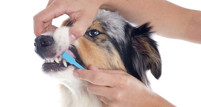 clean-dogs-teeth