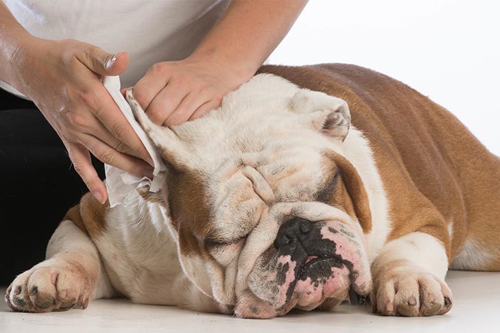 dog-getting-ears-cleaned