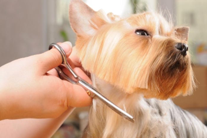 dog-getting-hair-cut
