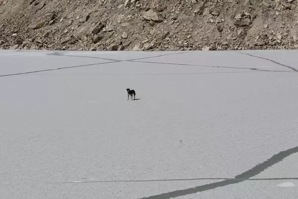 The First Dog to Conquer the Himalayas