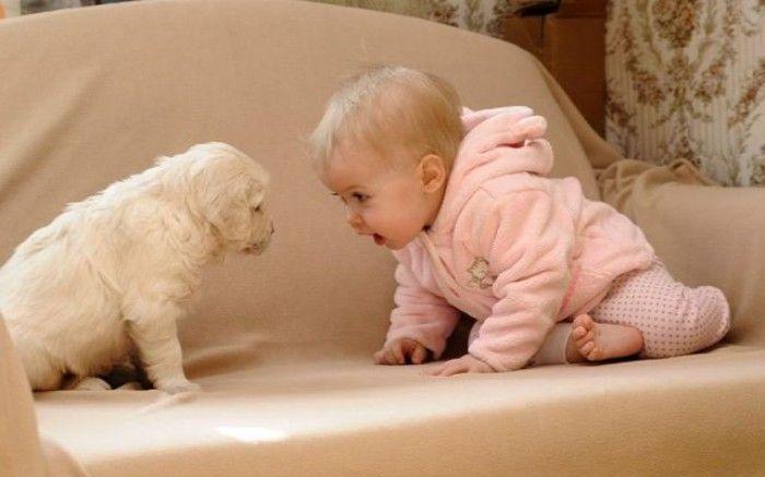 Whether the dog is good or bad for the baby