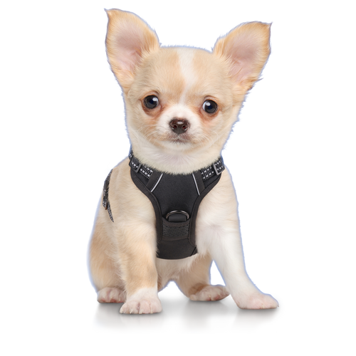 no pull dog harness.png__PID:364c1601-29a8-4c61-abd8-dfda0b97b493