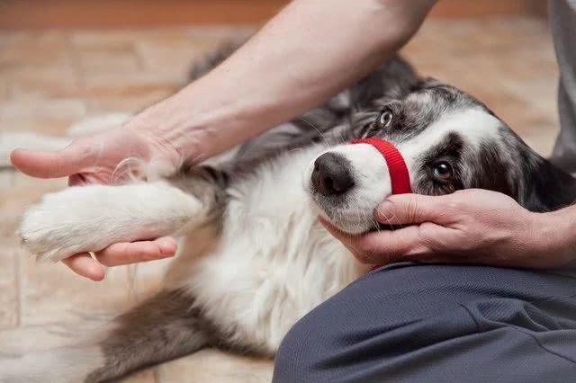 simple-first-aid-for-dog
