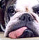 Animal & Pet Photography