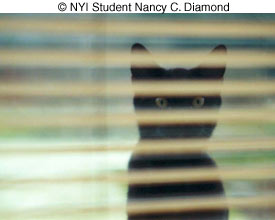 © NYI Student Nancy C. Diamond