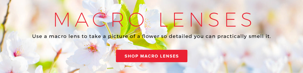 Photographing cherry blossom