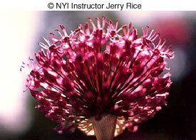 © NYI Instructor Jerry Rice