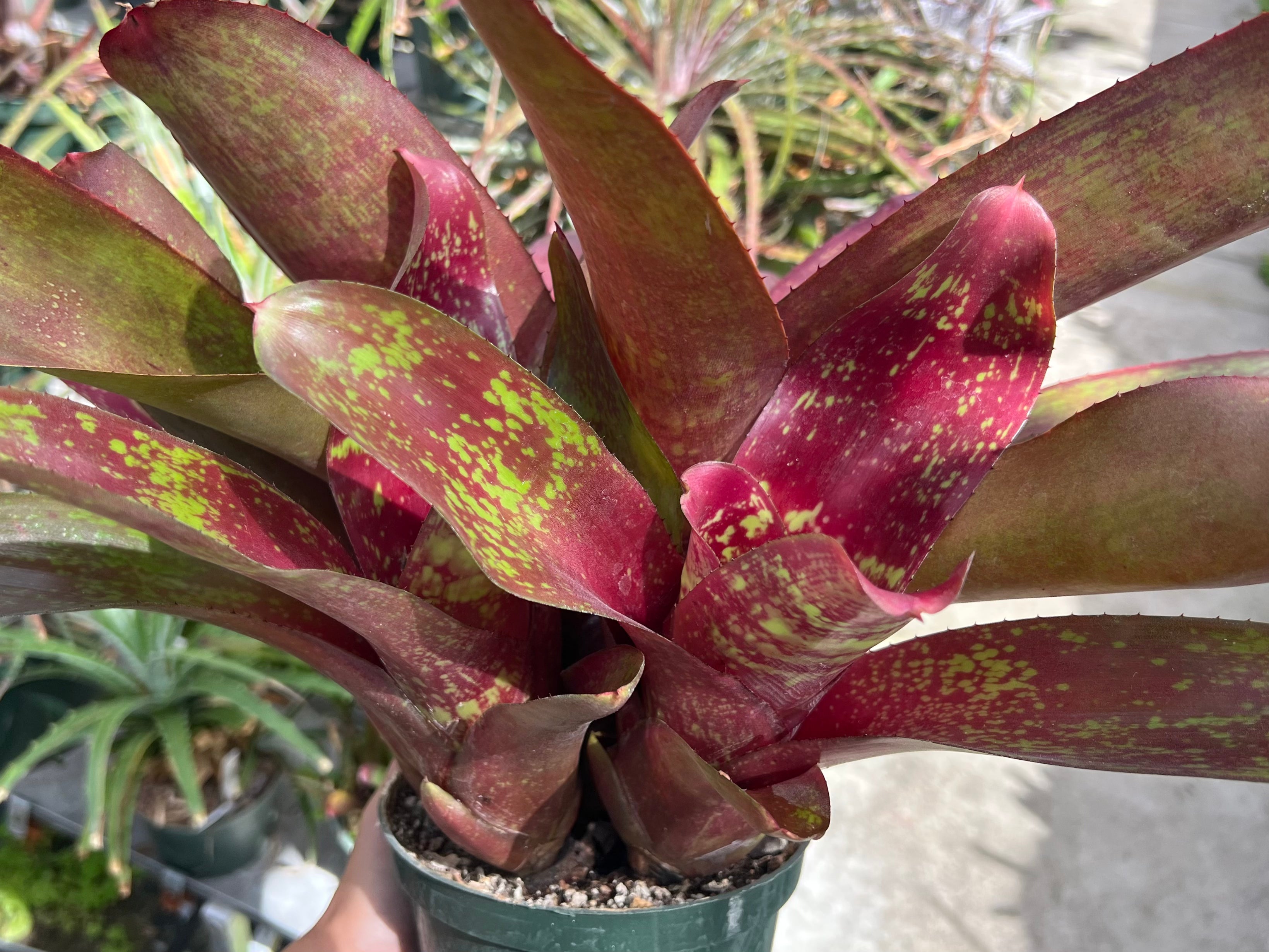 Neoregelia 'Hot Rain'