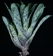 Vriesea guttata - Tropiflora