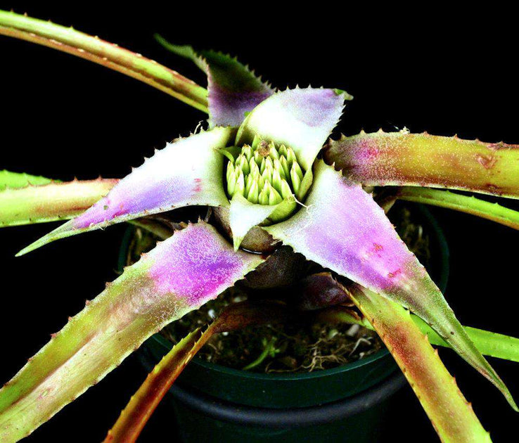 TÌNH YÊU CÂY CỎ ĐV 13  - Page 52 4404-Neoregelia-leviana_1200x630