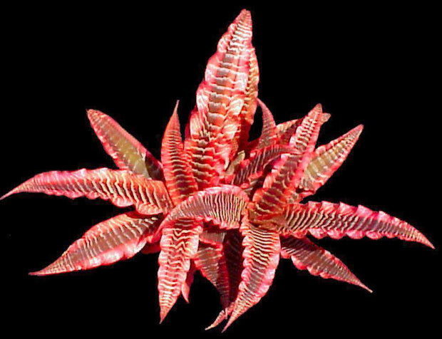 Cryptanthus 'Elaine' - Tropiflora