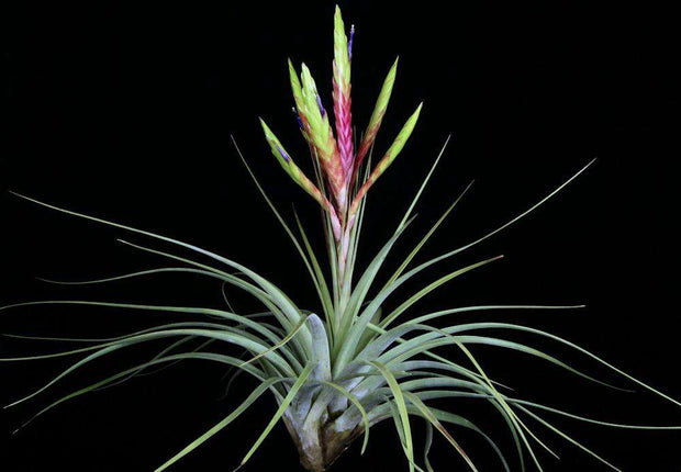 tillandsia Bea Correale x guenther nolleriベアコレア×グエン