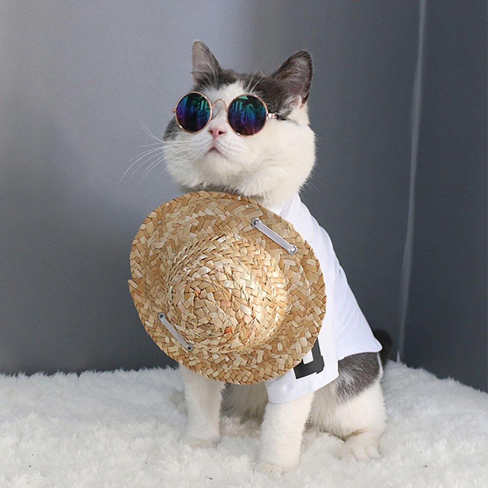 sunglasses for cat