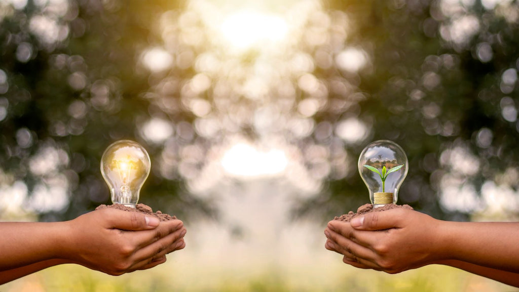 Hands Hold Seedlings Planted in Energy Saving Light Bulbs