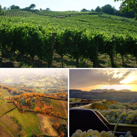 Vista delle vigne di Rocca del Principe a Lapio