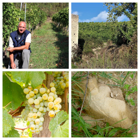 I vini di Angelo Muto - Azienda Agricola Dell'Angelo