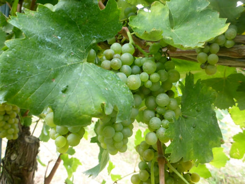 Grappolo di greco di tufo in maturazione