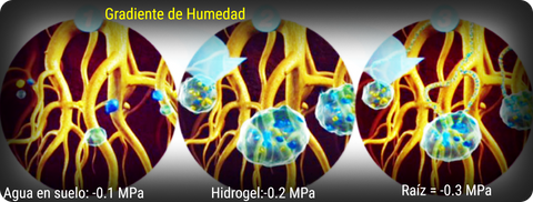 Contenido de Humedad