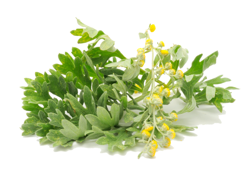 Artemisia Herb