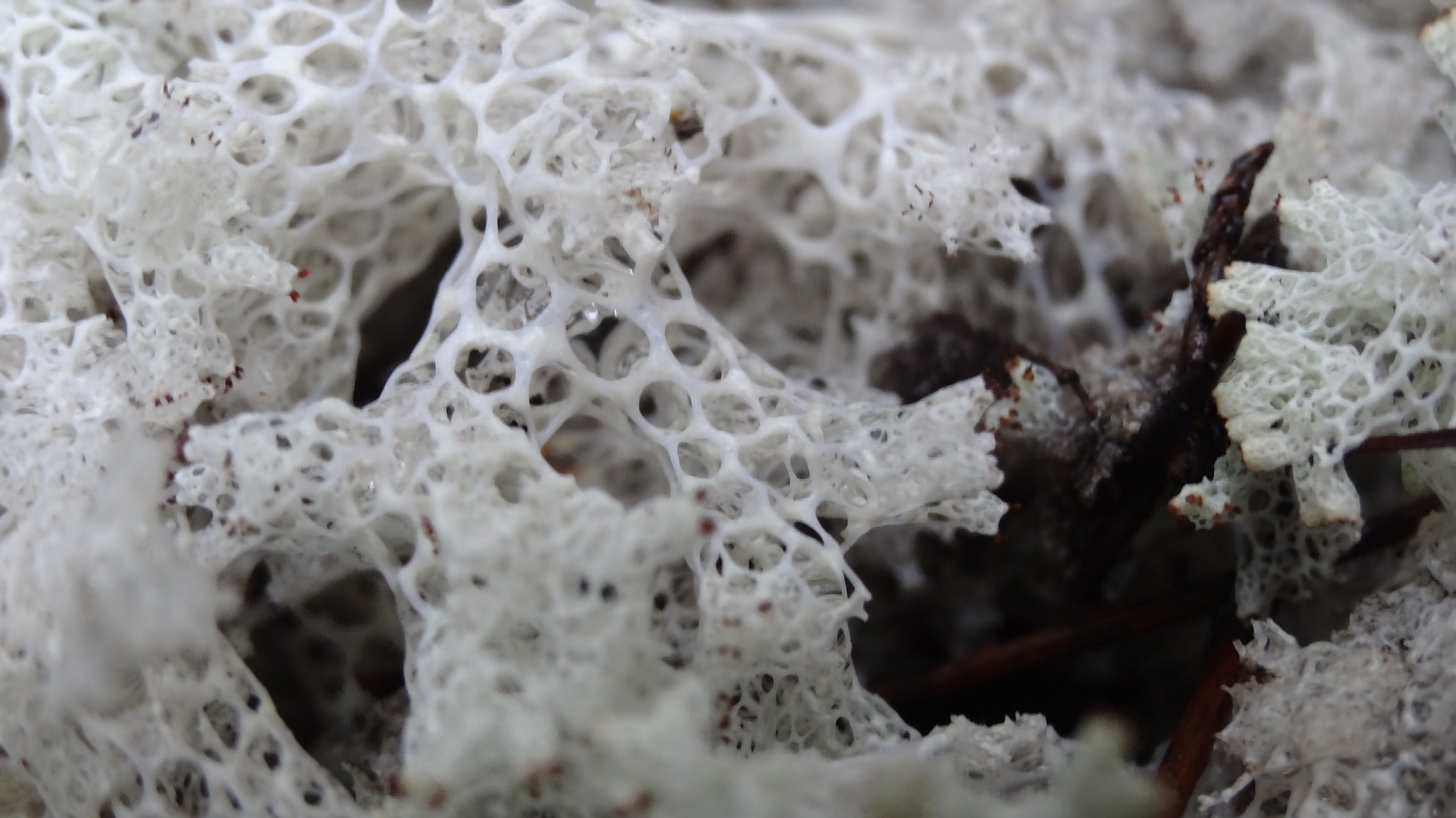 Coral Bleaching