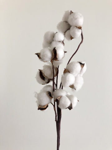 Fleur de coton Cotton GOTS 