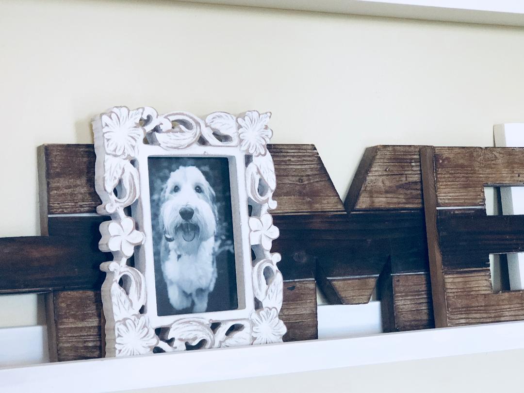 close up of dog in a photo frame on a gallery wall shelf