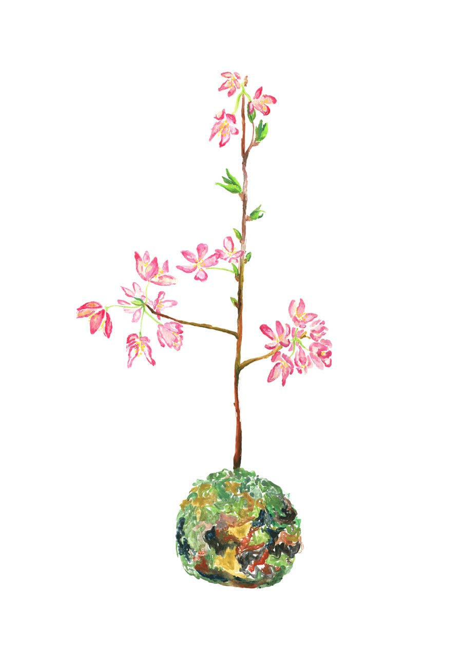 Sakura painting 6. Hand paintined cherry blossom bonzai tree. A minature tree with blooming blossom is growing out of a round mosslike ball.