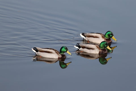 2 ducks swimming next to each other and one slightly behind