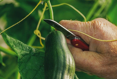 Man cutting a cucumber off of a vine with a small red swiss army knife