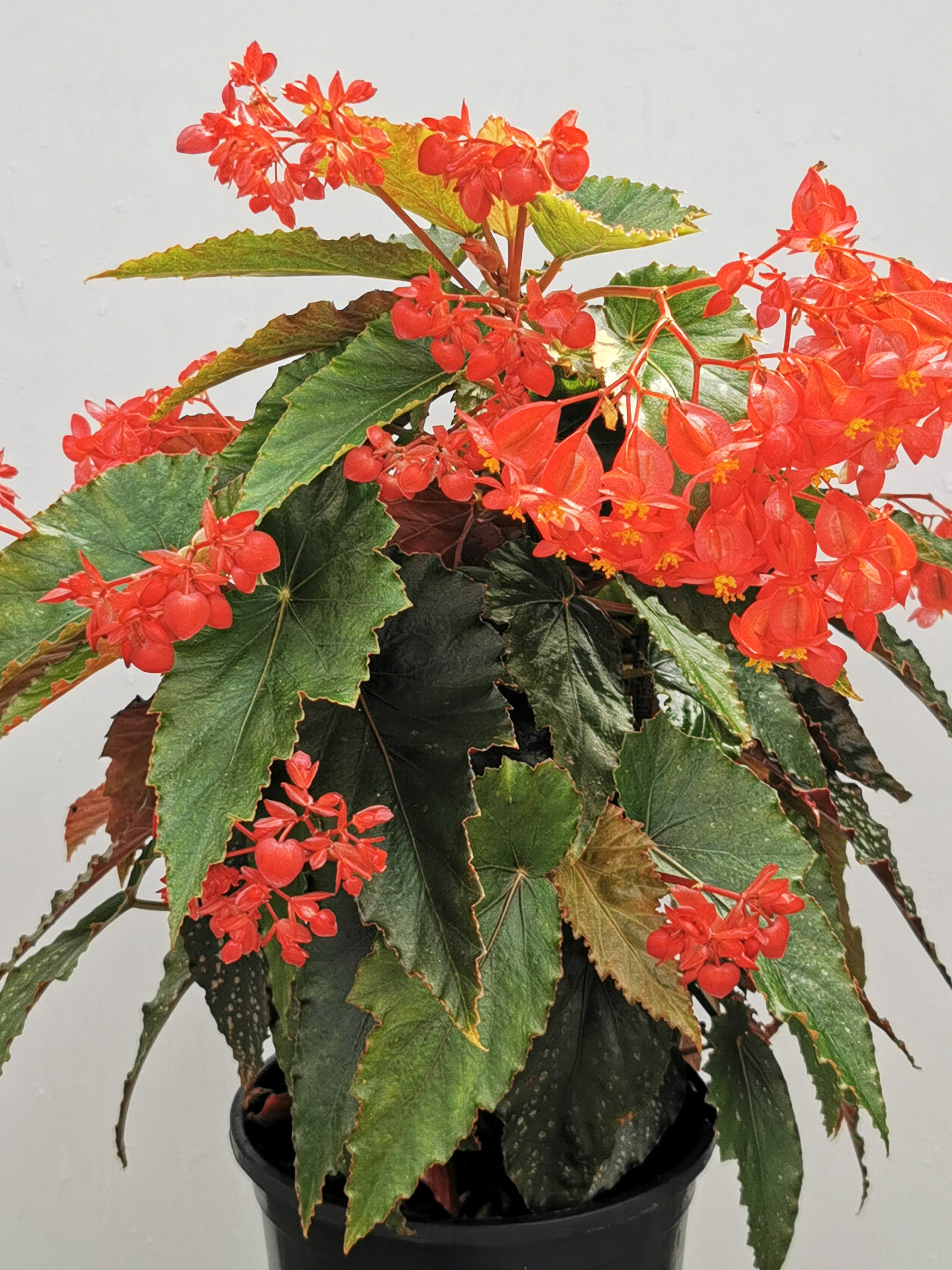 Begonia Red Ripples - NEW 2023 – Dibleys