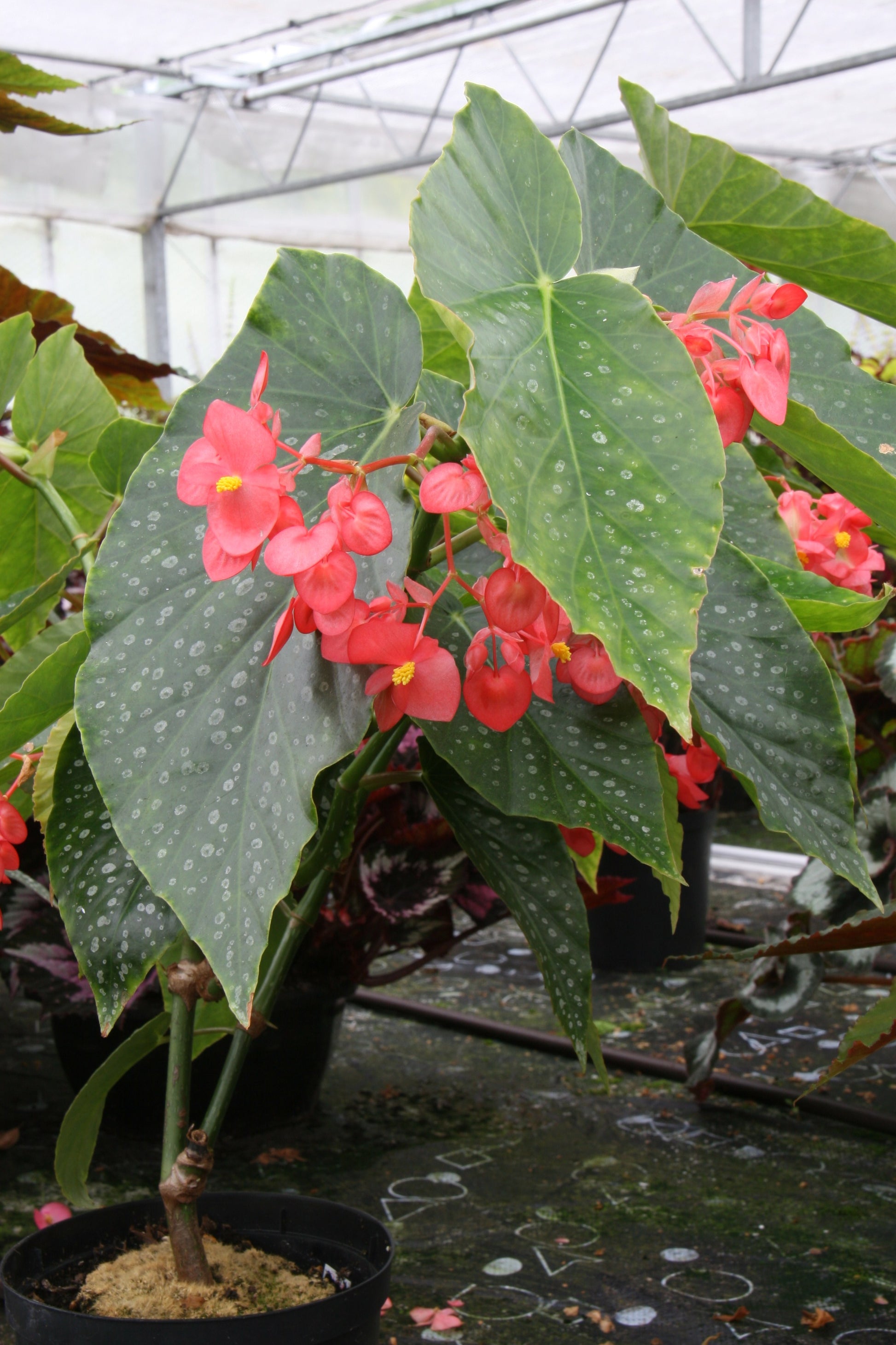 Begonia Comte de Lesseps – Dibleys