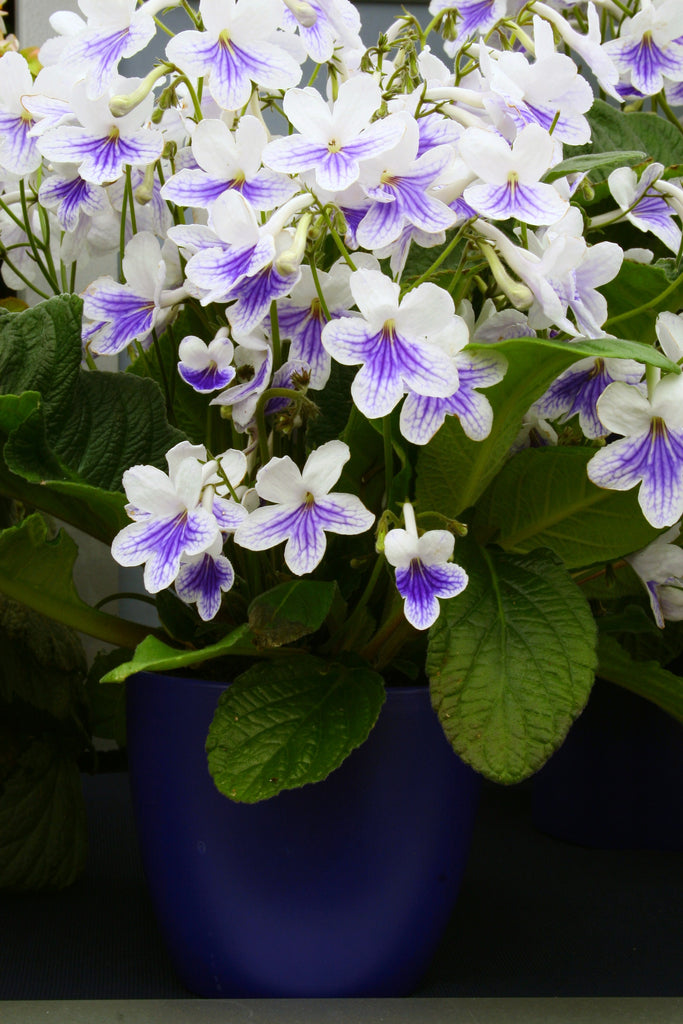 Streptocarpus Gwen – Dibleys