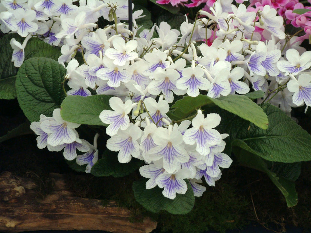 Streptocarpus Gwen – Dibleys