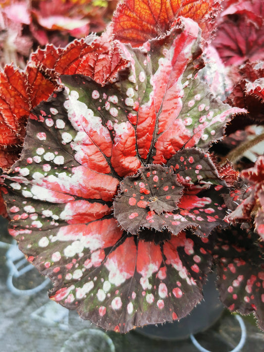 Begonia Plug Plants – Page 3 – Dibleys