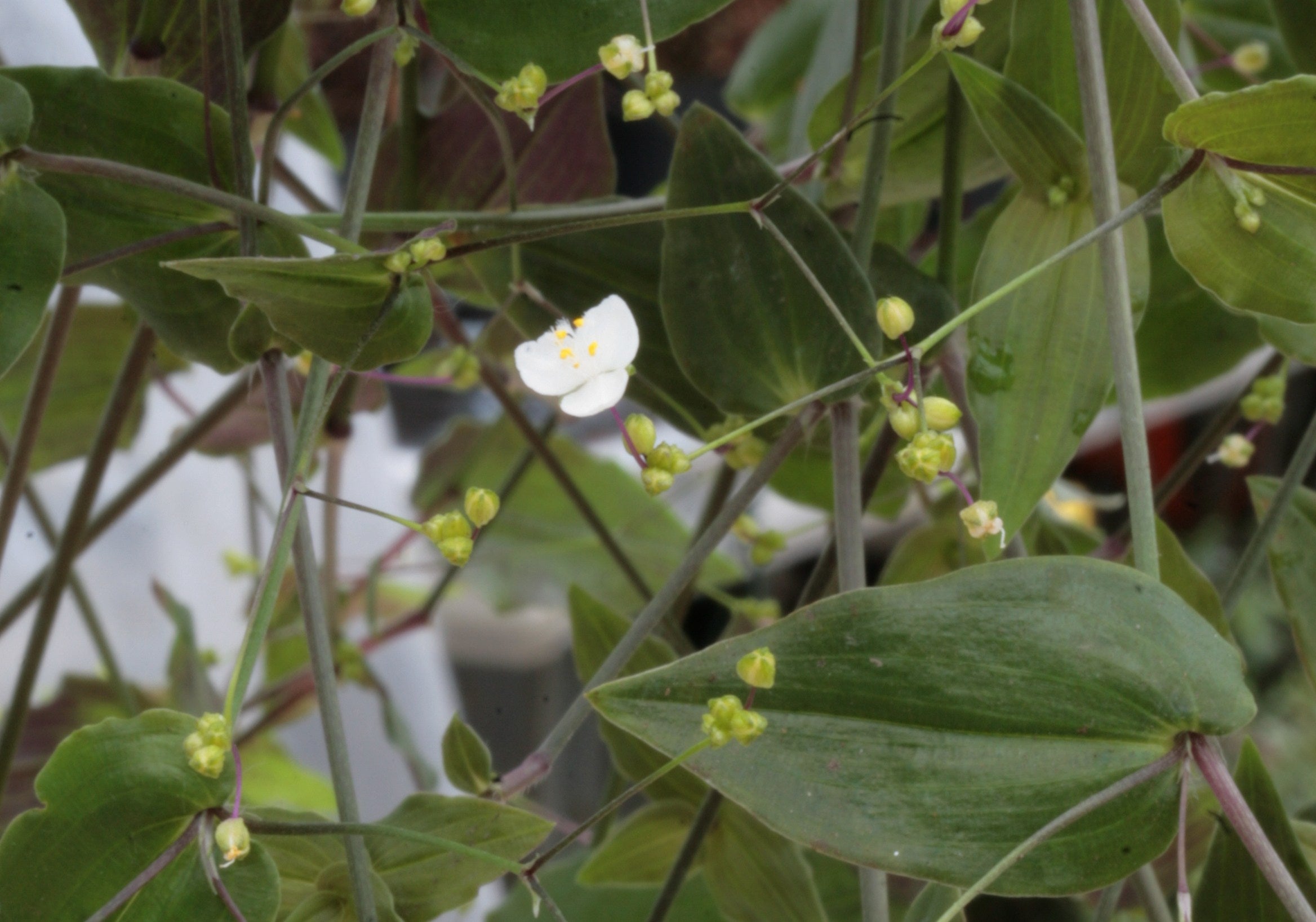 Tradescantia Bridal Veil Dibleys