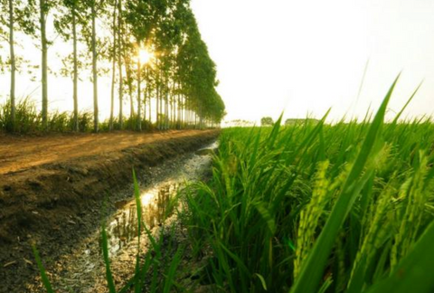 Double A rice paddie