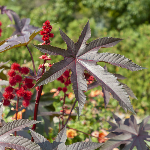 Castor Oil plant