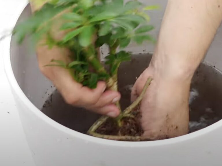 ハイドロカルチャーで根を洗う