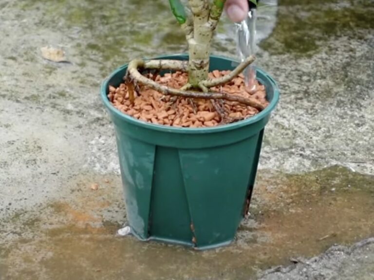 セラミスに水をかける