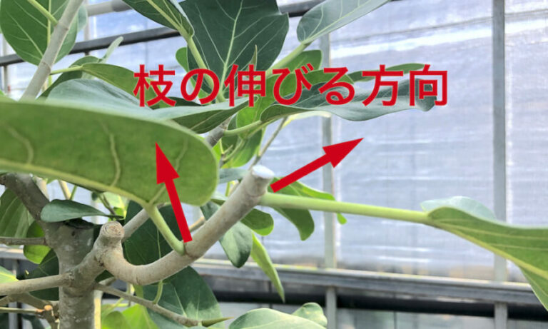 ベンガレンシスの新芽の伸びる方向