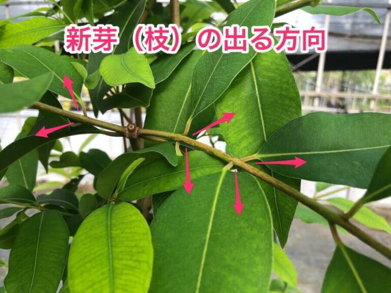 アマゾンオリーブの新芽の出る方向