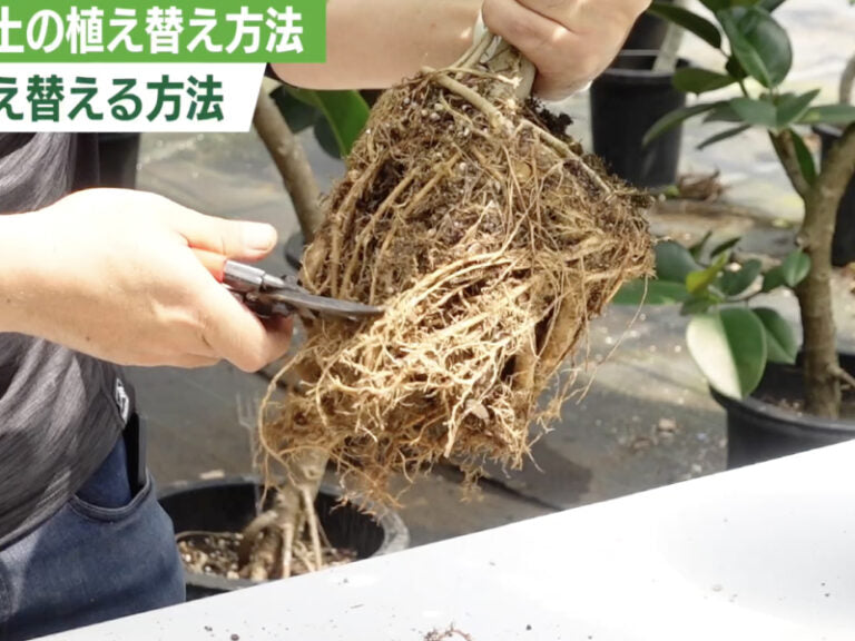 ウンベラータ（ゴムの木）の根を整理する