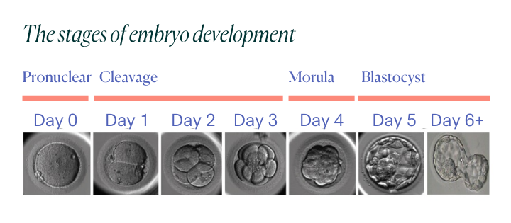 The stages of embryo development