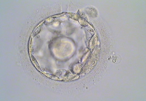 embryo that did not implant