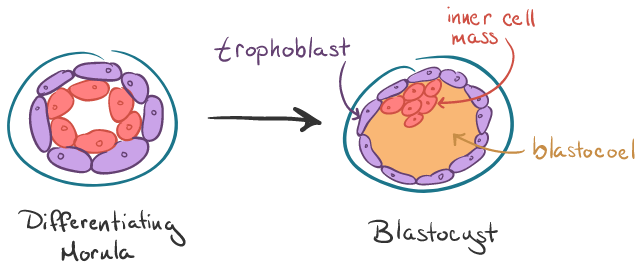 Blastocyst