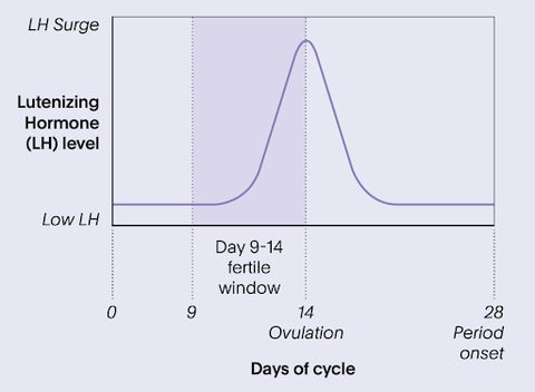 ovulation cycle chart