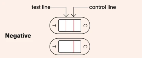 Negative ovulation test lines instructions