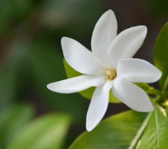 Tiare Tahiti-Our Lovely Gardenia – Lanikai Bath and Body