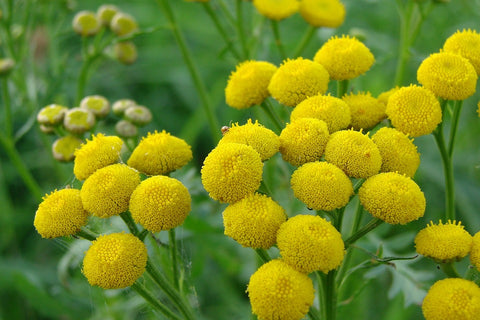 yellow, fluffy flowers with green foliage