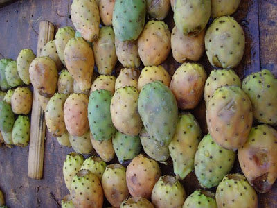 a bunch of prickly pear cactus laying together